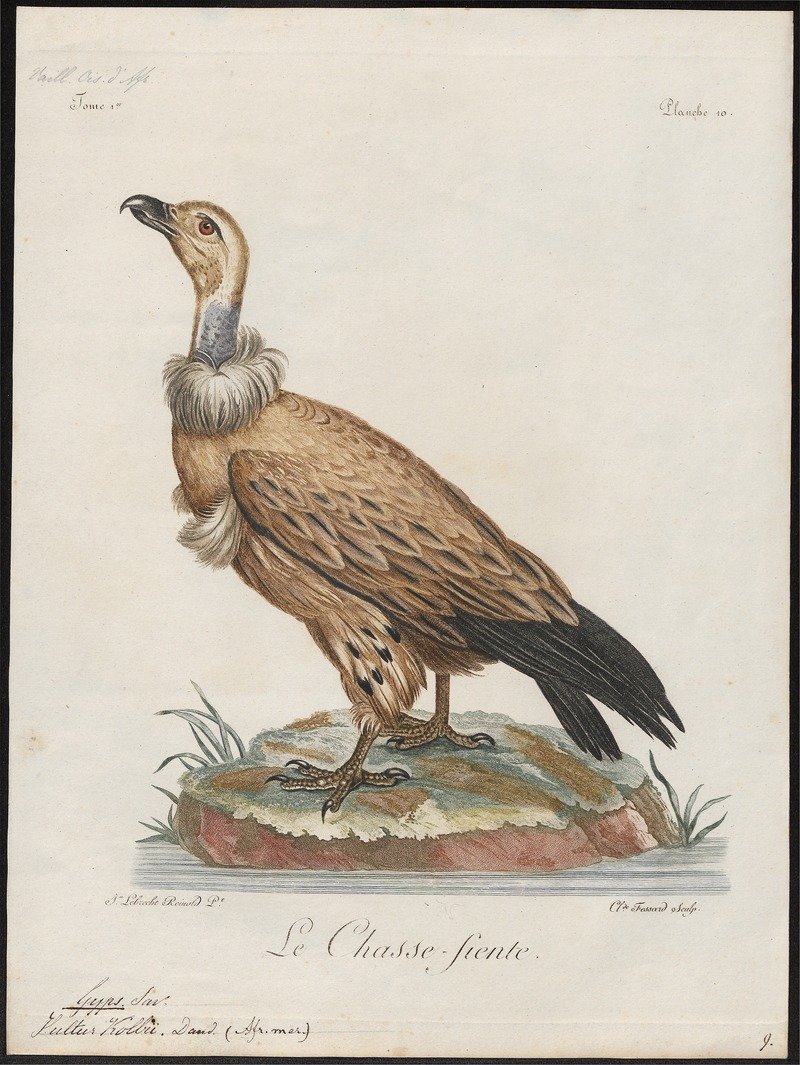 Gyps kolbii - 1796-1808 - Print - Iconographia Zoologica - Special Collections University of Amsterdam - UBA01 IZ18100079.jpg