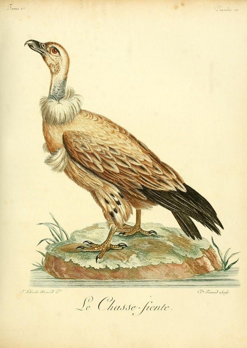 Histoire naturelle des oiseaux d'Afrique (8598171590).jpg