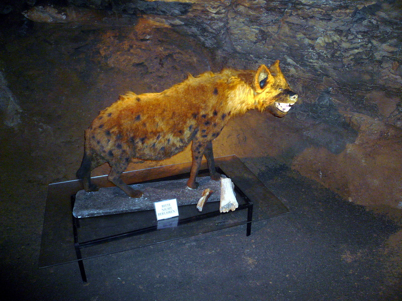 Heinrichshöhle, 15 - cave hyena (Crocuta crocuta spelaea), Ice Age spooted hyena.jpg