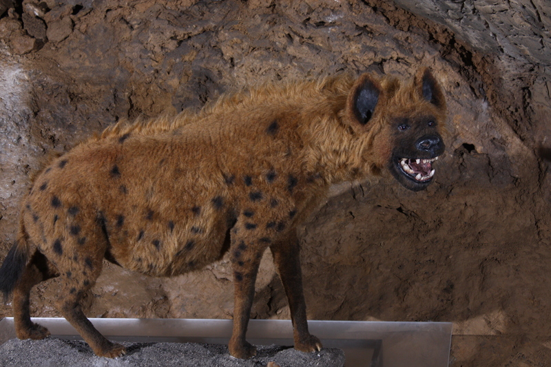 Heinrichshöhle 7 - cave hyena (Crocuta crocuta spelaea).jpg
