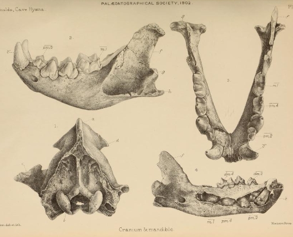 British Pleistocene Mammalia (1866) Cave Hyena Jaws & Cranium.png