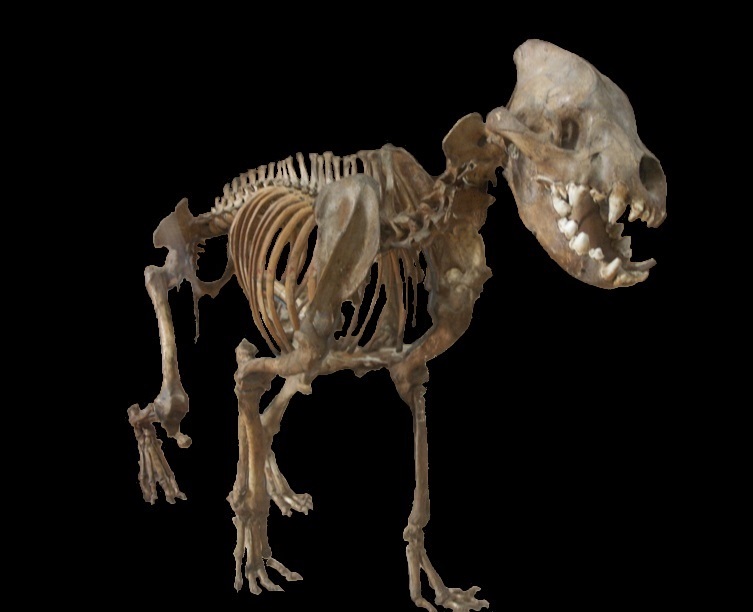 Cave.hyena.skeleton.jpg