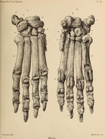 British Pleistocene Mammalia (1866) Cave Hyena Manus 1.png