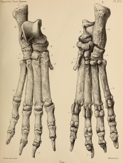 British Pleistocene Mammalia (1866) Cave Hyena Pes 1.png