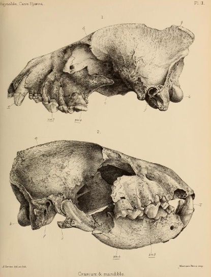British Pleistocene Mammalia (1866) Cave Hyena Skull 2.png