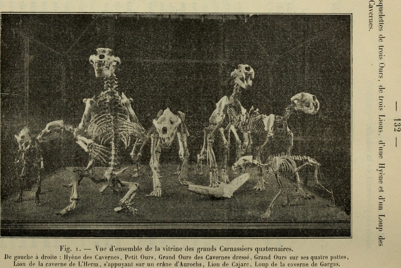 Bulletin du Muséum d'histoire naturelle (1905) (20253108799).jpg