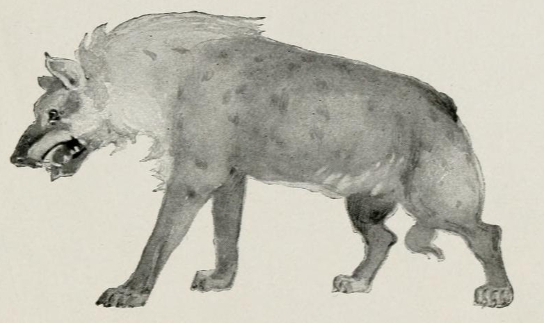 The Tree Dwellers (1904) Cave Hyena.png