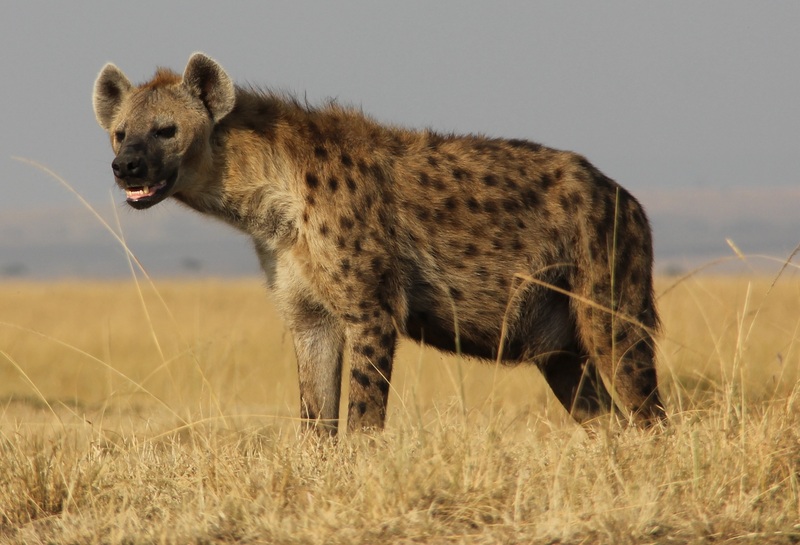 Crocuta crocuta Mara Triangle - spotted hyena, laughing hyena (Crocuta crocuta).jpg