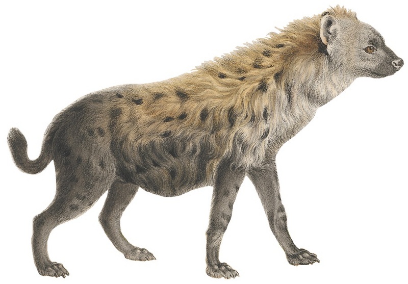 Hyaena maculata - 1818-1842 - Print - Iconographia Zoologica - Special Collections University of Amsterdam -(white background).jpg
