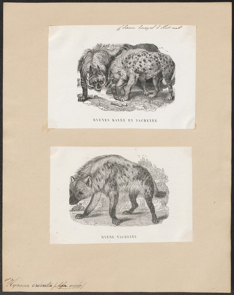 Hyaena crocuta - 1700-1880 - Print - Iconographia Zoologica - Special Collections University of Amsterdam - UBA01 IZ22200079.jpg