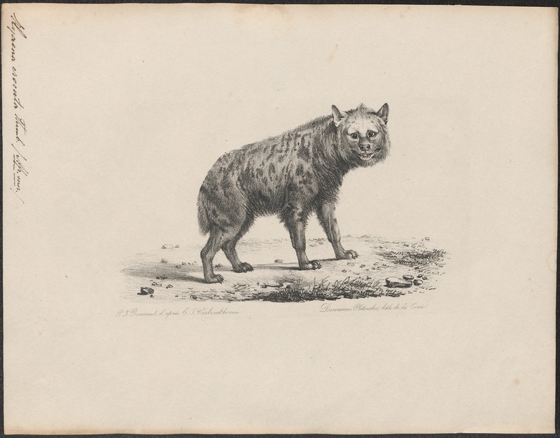 Hyaena crocuta - 1700-1880 - Print - Iconographia Zoologica - Special Collections University of Amsterdam - UBA01 IZ22200081.jpg