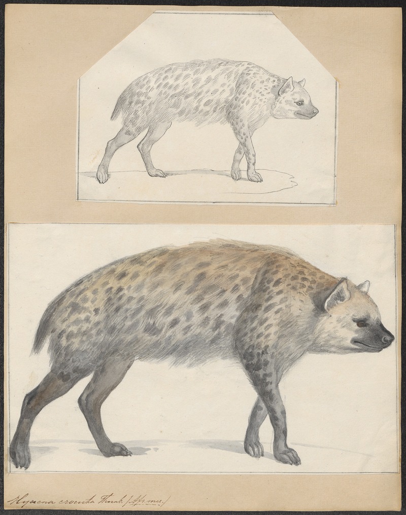 Hyaena crocuta - 1700-1880 - Print - Iconographia Zoologica - Special Collections University of Amsterdam - UBA01 IZ22200083.jpg