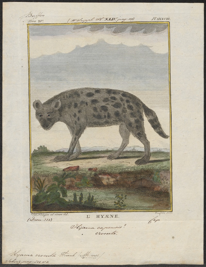 Hyaena crocuta - 1700-1880 - Print - Iconographia Zoologica - Special Collections University of Amsterdam - UBA01 IZ22200085.jpg
