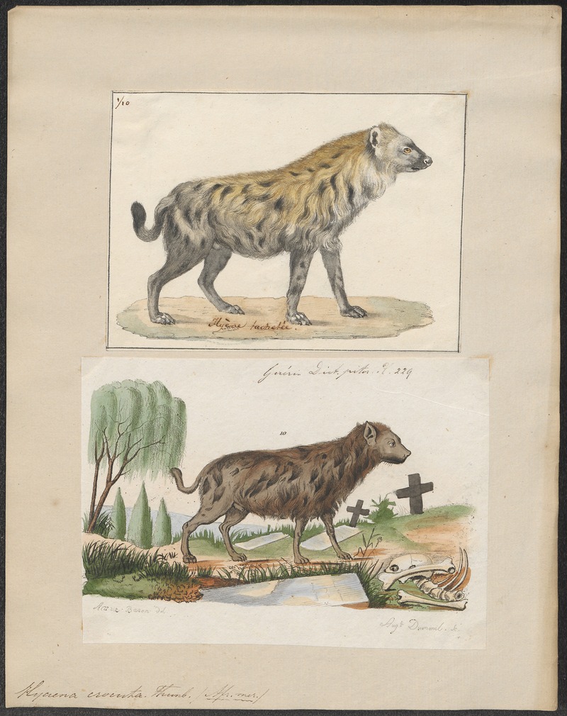 Hyaena crocuta - 1700-1880 - Print - Iconographia Zoologica - Special Collections University of Amsterdam - UBA01 IZ22200089.jpg