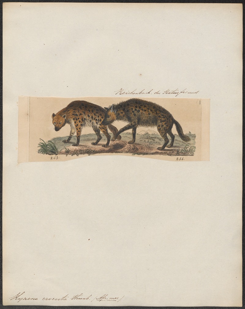 Hyaena crocuta - 1834 - Print - Iconographia Zoologica - Special Collections University of Amsterdam - UBA01 IZ22200091.jpg