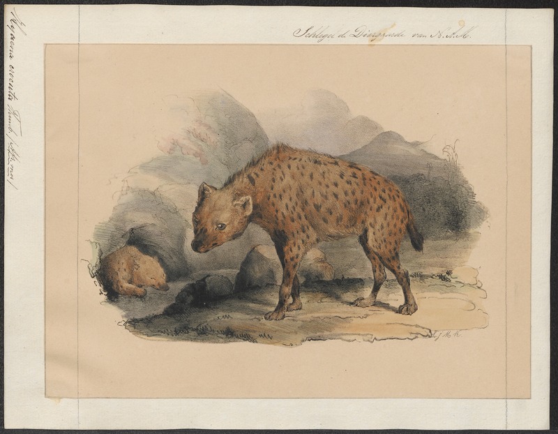 Hyaena crocuta - 1842-1849 - Print - Iconographia Zoologica - Special Collections University of Amsterdam - UBA01 IZ22200077.jpg
