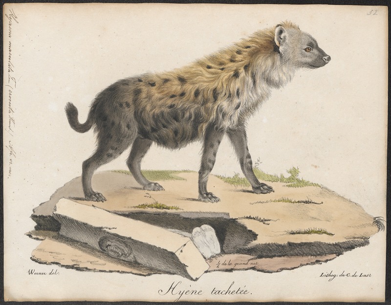 Hyaena maculata - 1818-1842 - Print - Iconographia Zoologica - Special Collections University of Amsterdam - UBA01 IZ22200087.jpg