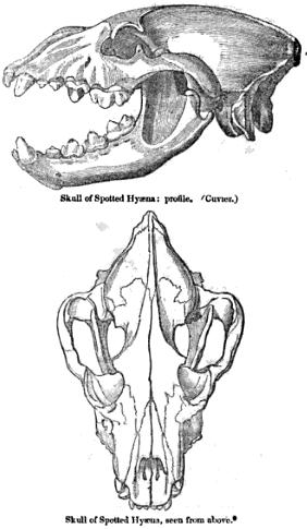 Crocuta crocuta skull by Cuvier.jpg