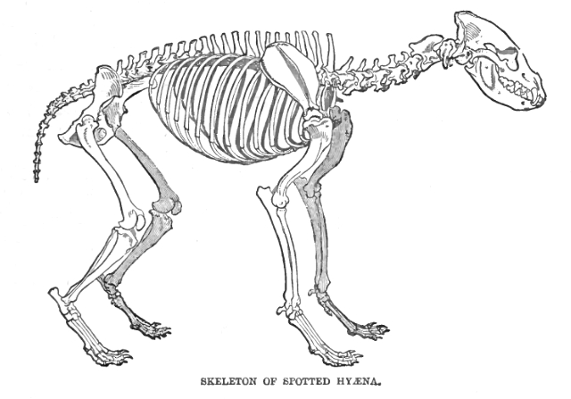 Spotted.Hyaena.Skeleton.Lyd1.png
