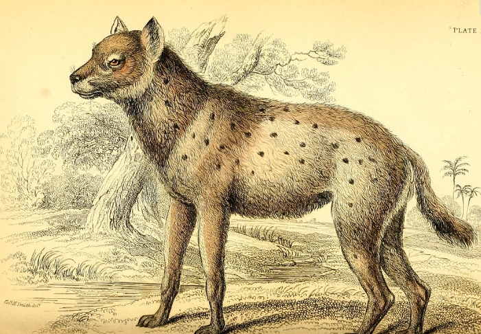 Azara spotted hyena.png