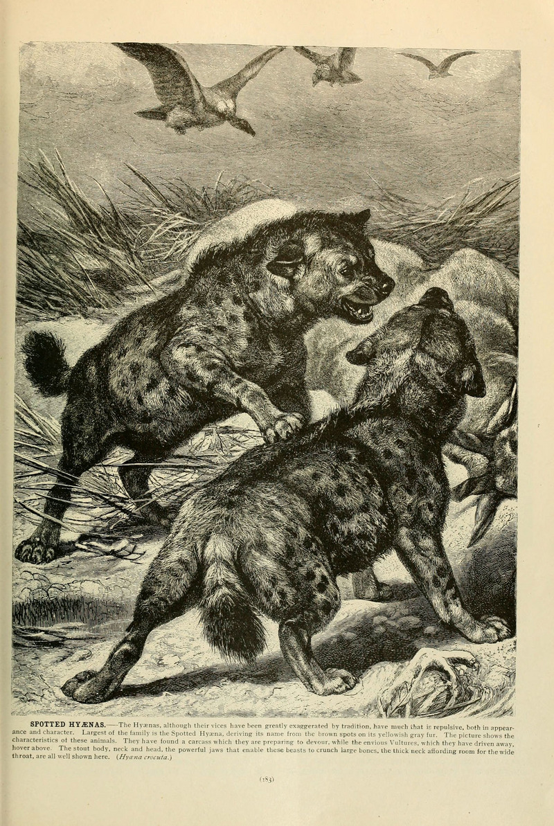 Brehm's Life of animals (Page 183) (6220160325).jpg