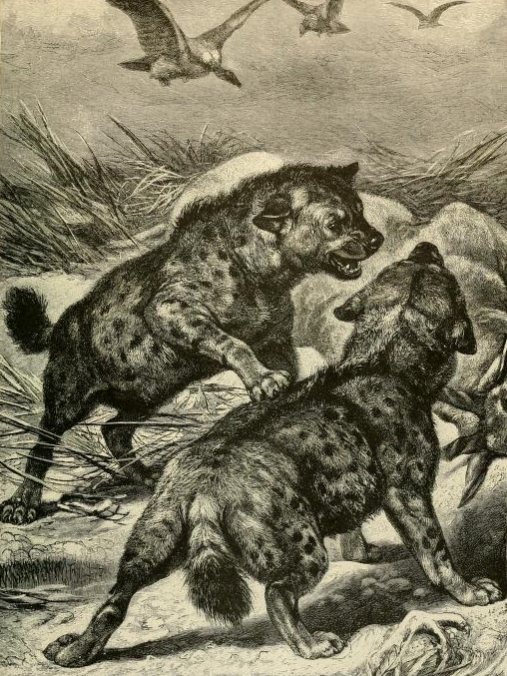 Brehms spotted hyenas.png
