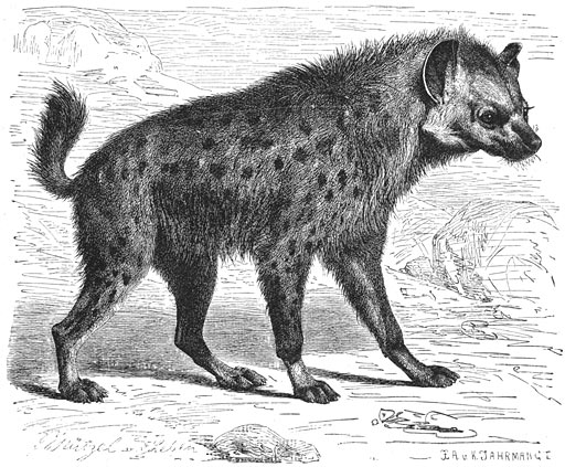 Brehms Het Leven der Dieren Zoogdieren Orde 4 Gevlekte Hyena (Hyaena crocuto).jpg