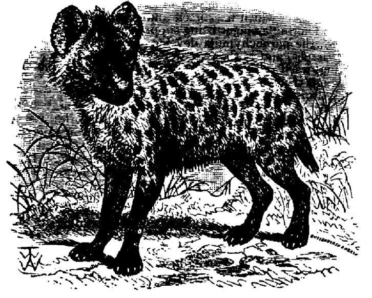 EB1911 Spotted Hyena.JPG