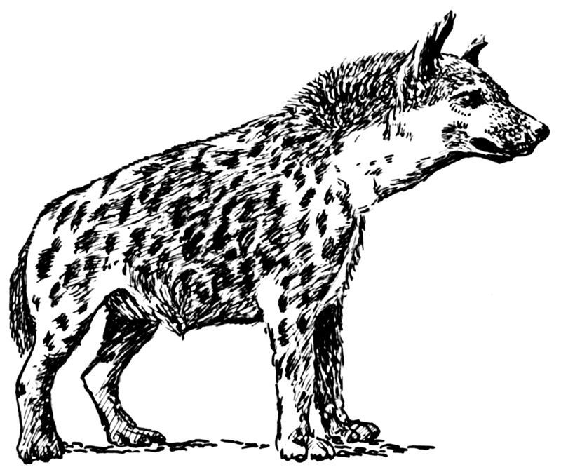 Hyena2 (PSF).png