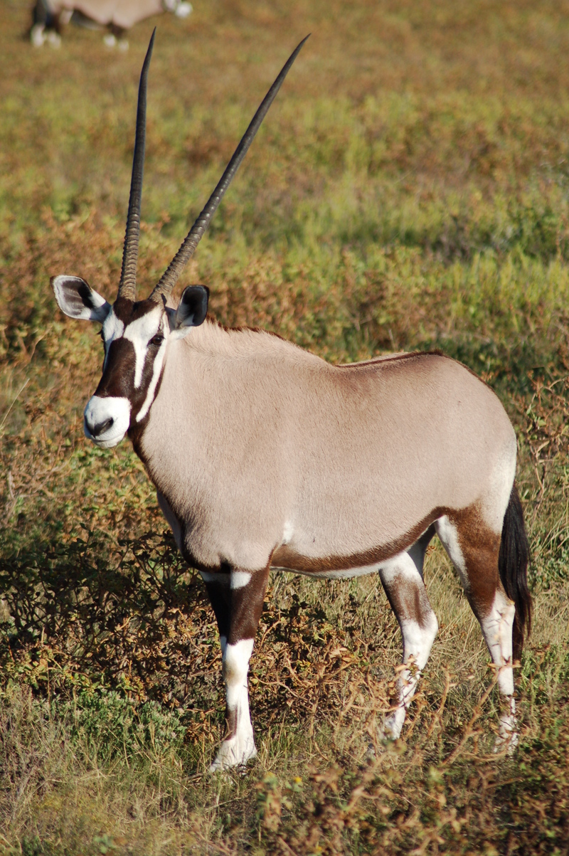 Etosha National Park, Namibia (2863494002) - gemsbok (Oryx gazella).jpg
