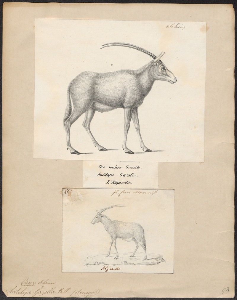 Antilope gazella - 1700-1880 - Print - Iconographia Zoologica - Special Collections University of Amsterdam - UBA01 IZ21400013.jpg