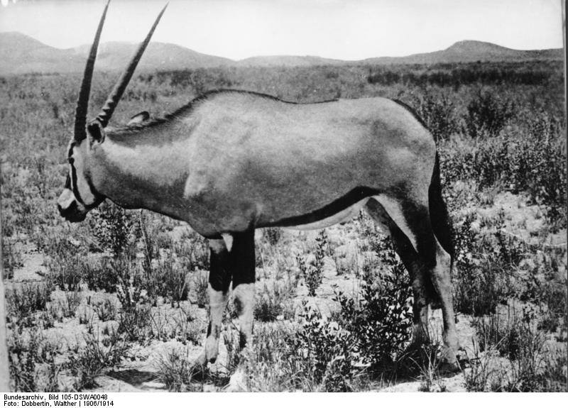 Bundesarchiv Bild 105-DSWA0048, Deutsch-Süd-Westafrika, Antilope.jpg