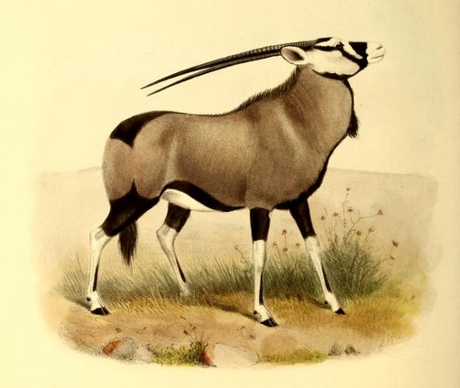 The book of antelopes (1894) Oryx gazella.png