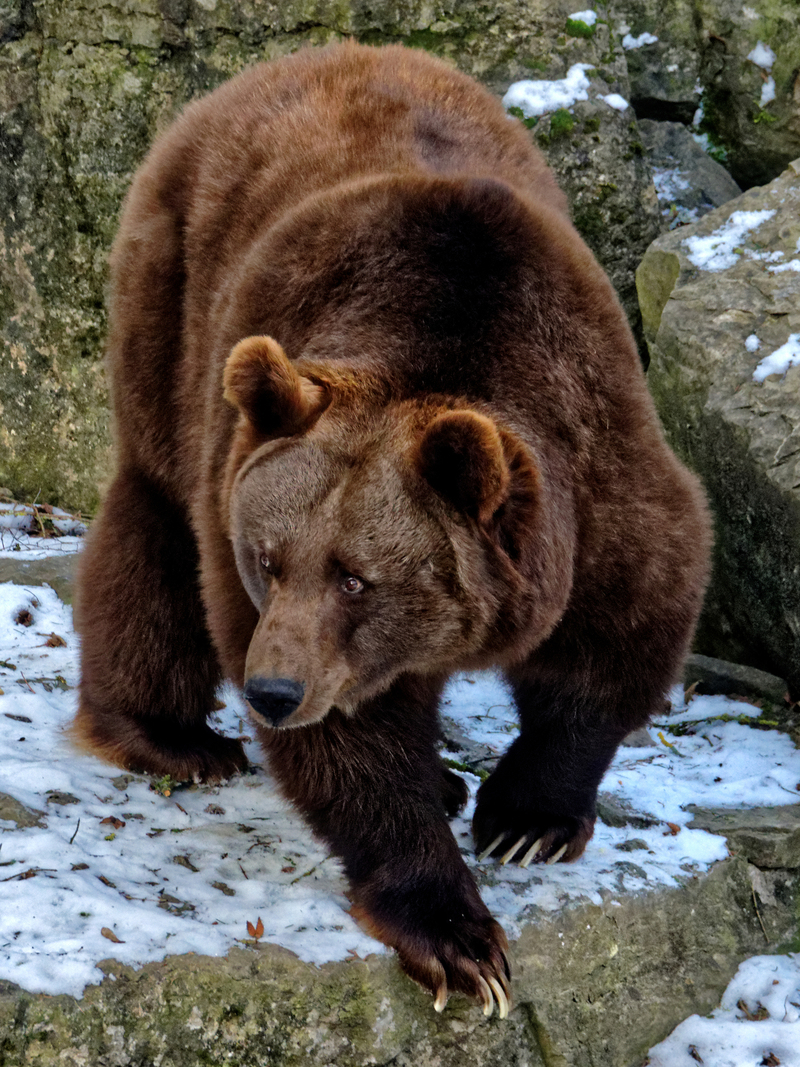 Braunbär Winter im Wildpark Bad Mergentheim - Eurasian brown bear (Ursus arctos arctos).jpg