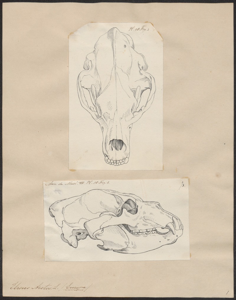 Ursus arctos - 1700-1880 - Print - Iconographia Zoologica - Special Collections University of Amsterdam - UBA01 IZ22600003.jpg