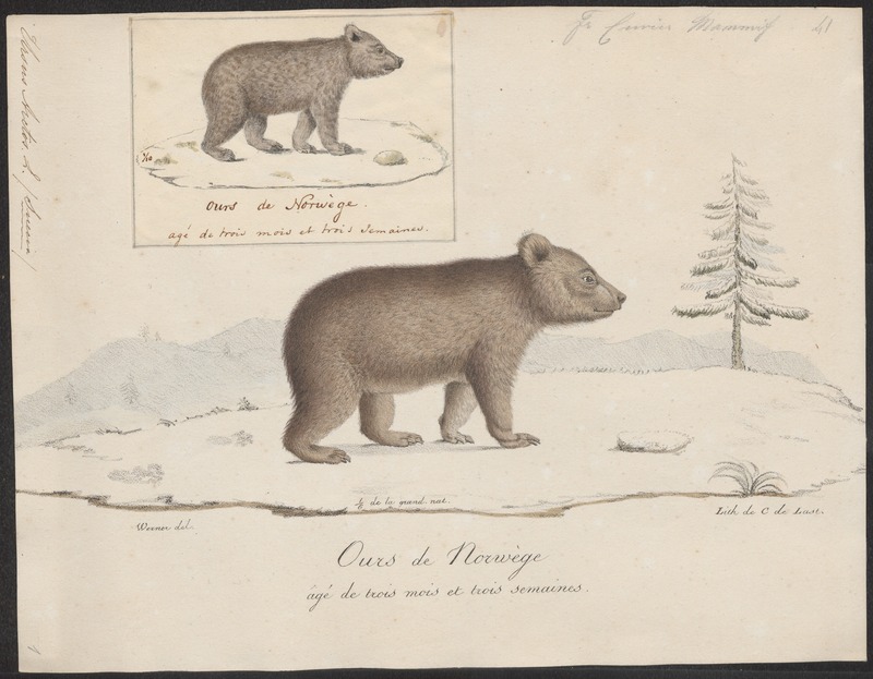 Ursus arctos - 1700-1880 - Print - Iconographia Zoologica - Special Collections University of Amsterdam - UBA01 IZ22600019.jpg