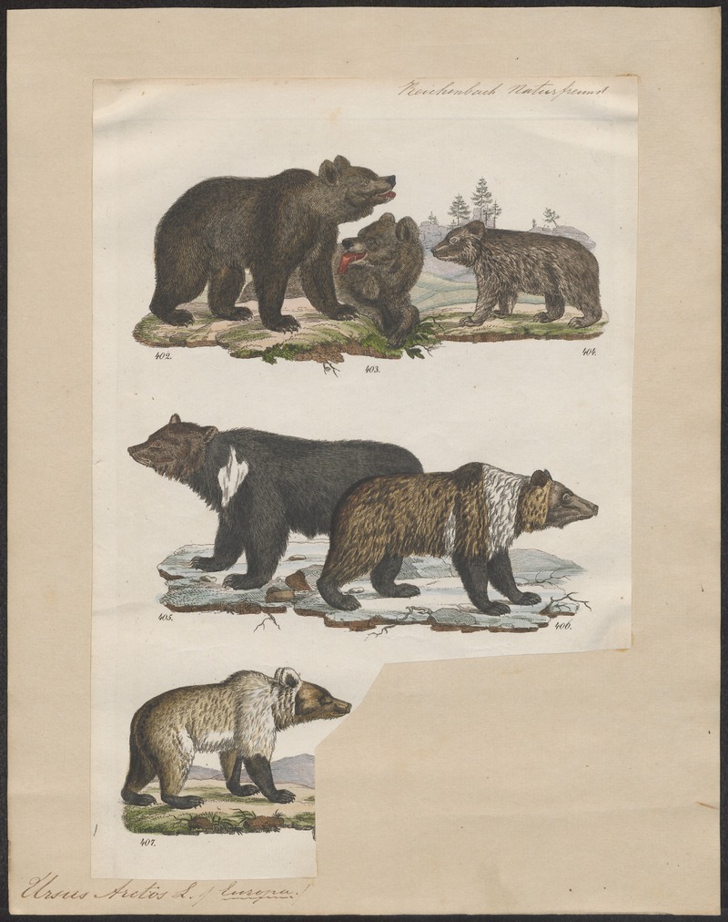 Ursus arctos - 1700-1880 - Print - Iconographia Zoologica - Special Collections University of Amsterdam - UBA01 IZ22600021.jpg