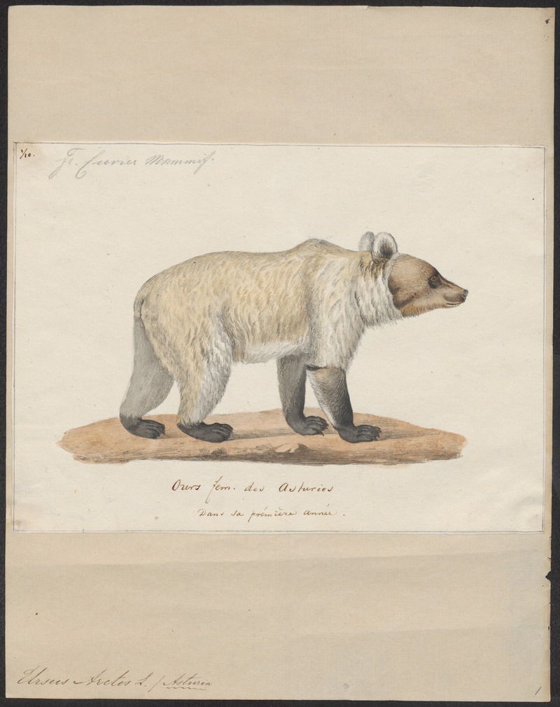 Ursus arctos - 1700-1880 - Print - Iconographia Zoologica - Special Collections University of Amsterdam - UBA01 IZ22600023.jpg