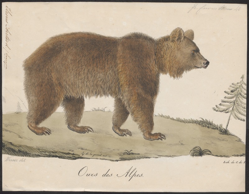 Ursus arctos - 1700-1880 - Print - Iconographia Zoologica - Special Collections University of Amsterdam - UBA01 IZ22600031.jpg