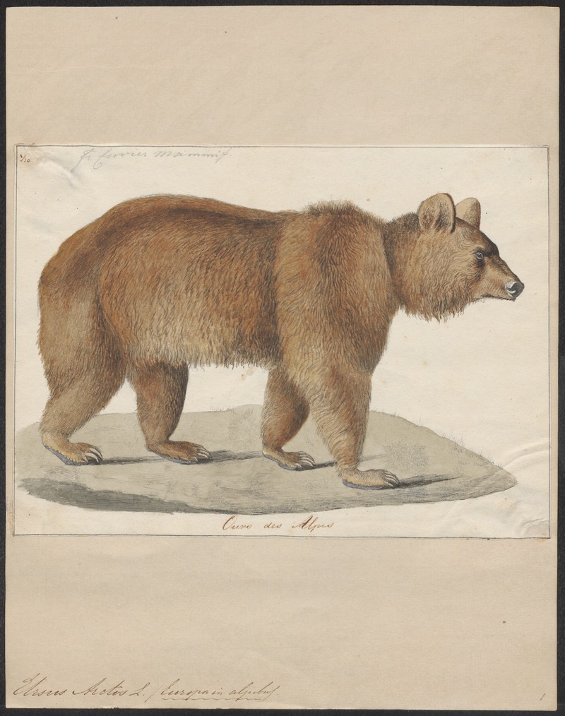 Ursus arctos - 1700-1880 - Print - Iconographia Zoologica - Special Collections University of Amsterdam - UBA01 IZ22600033.jpg