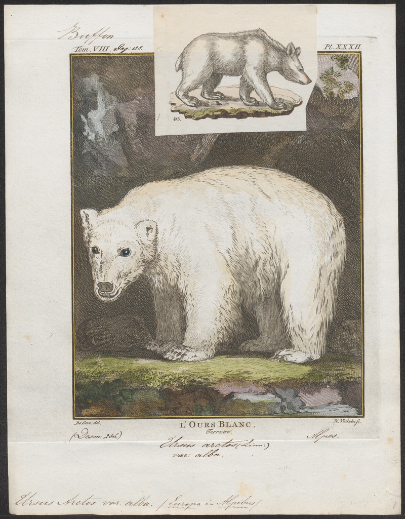 Ursus arctos var. alba - 1700-1880 - Print - Iconographia Zoologica - Special Collections University of Amsterdam - UBA01 IZ22600025.jpg