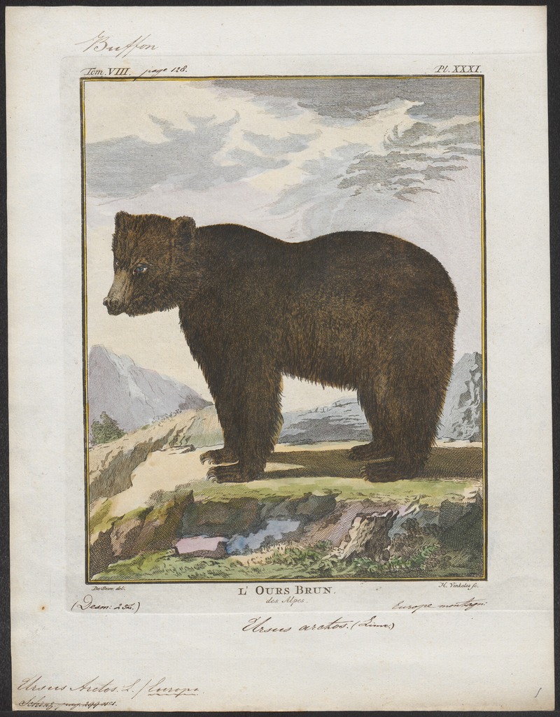Ursus arctos - 1700-1880 - Print - Iconographia Zoologica - Special Collections University of Amsterdam - UBA01 IZ22600035.jpg