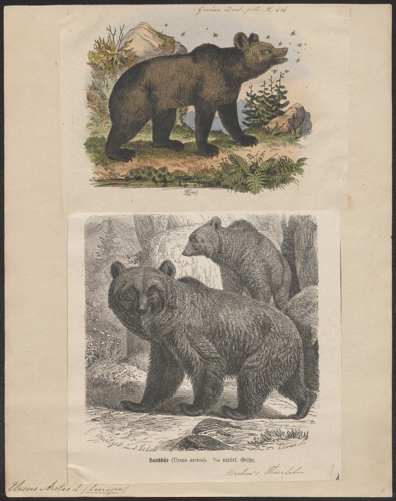 Ursus arctos - 1700-1880 - Print - Iconographia Zoologica - Special Collections University of Amsterdam - UBA01 IZ22600037.jpg