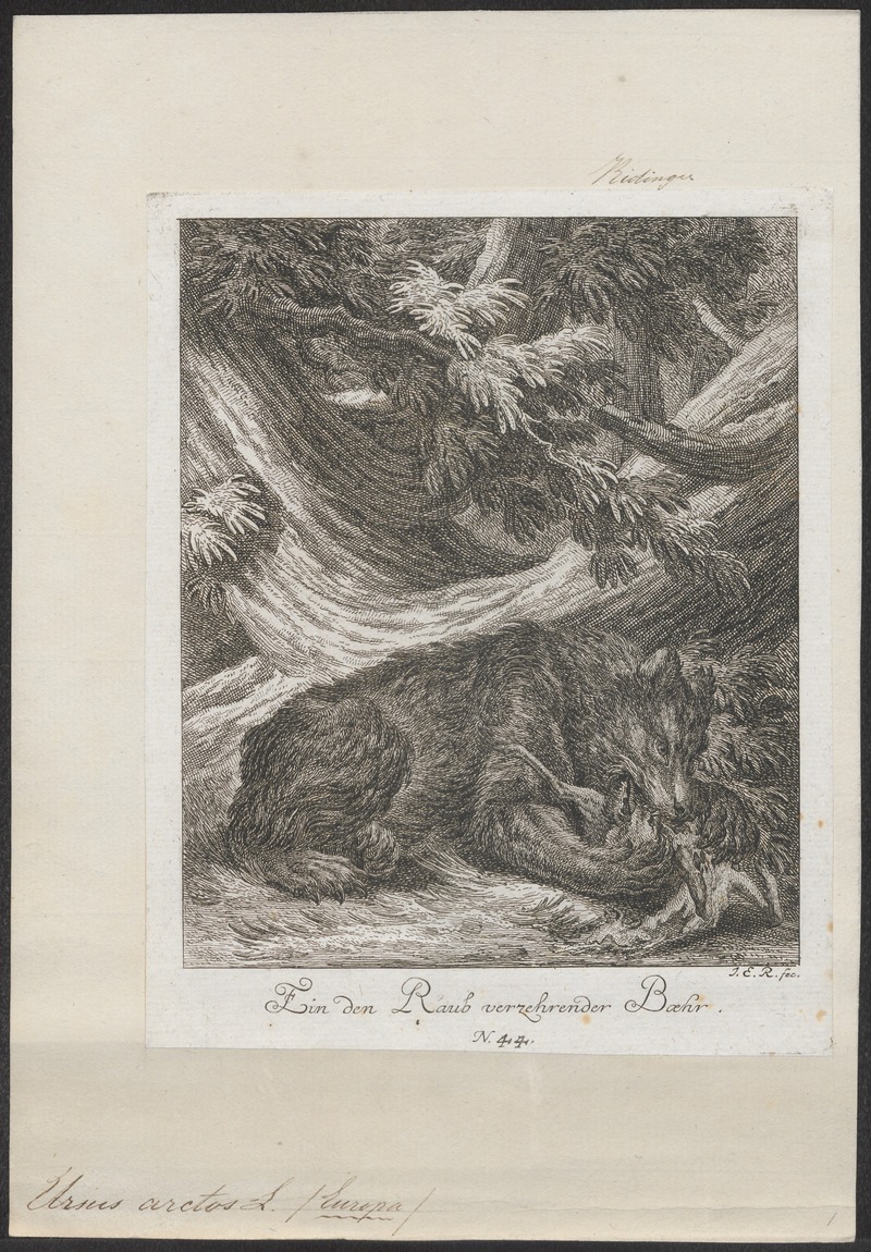 Ursus arctos - 1700-1880 - Print - Iconographia Zoologica - Special Collections University of Amsterdam - UBA01 IZ22600043.jpg