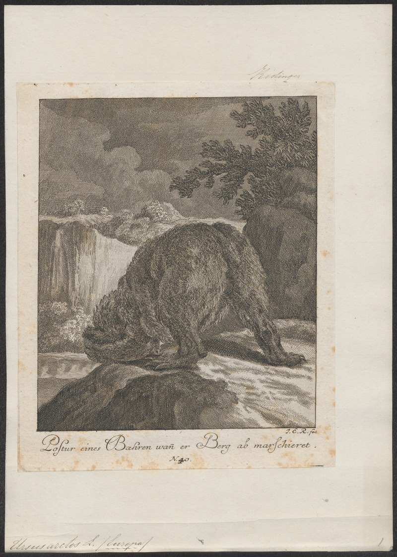 Ursus arctos - 1700-1880 - Print - Iconographia Zoologica - Special Collections University of Amsterdam - UBA01 IZ22600045.jpg