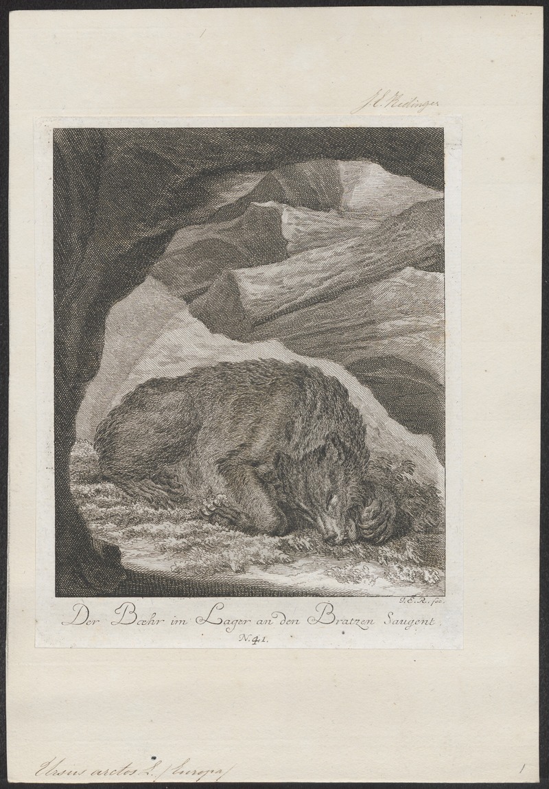 Ursus arctos - 1700-1880 - Print - Iconographia Zoologica - Special Collections University of Amsterdam - UBA01 IZ22600047.jpg