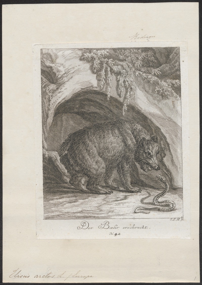 Ursus arctos - 1700-1880 - Print - Iconographia Zoologica - Special Collections University of Amsterdam - UBA01 IZ22600049.jpg