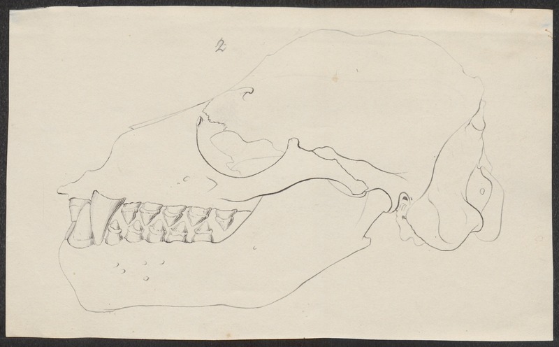 Ursus arctos - schedel - 1700-1880 - Print - Iconographia Zoologica - Special Collections University of Amsterdam - UBA01 IZ22600005.jpg