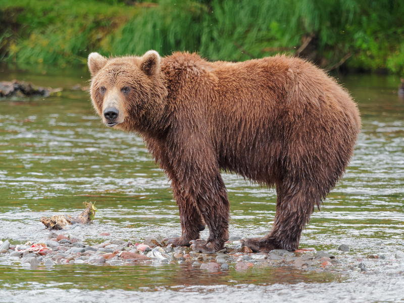 Kamchatka Brown Bear near Dvuhyurtochnoe on 2015-07-23 - Far Eastern brown bear (Ursus arctos beringianus).jpg