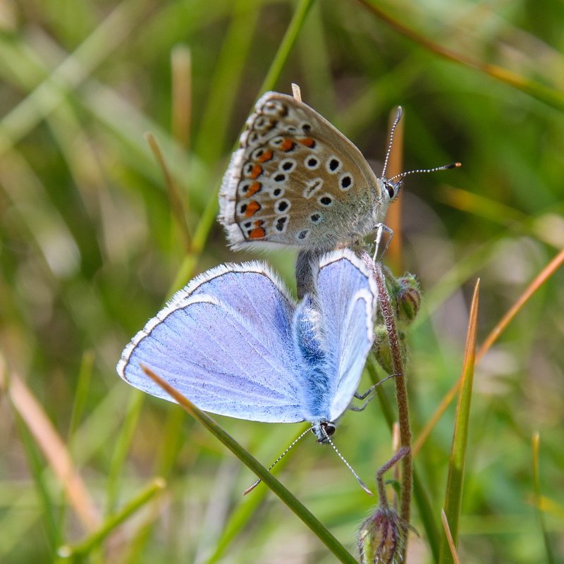Slovenia DSC 9168 (15377964732) - Adonis blue butterflies (Polyommatus bellargus).jpg